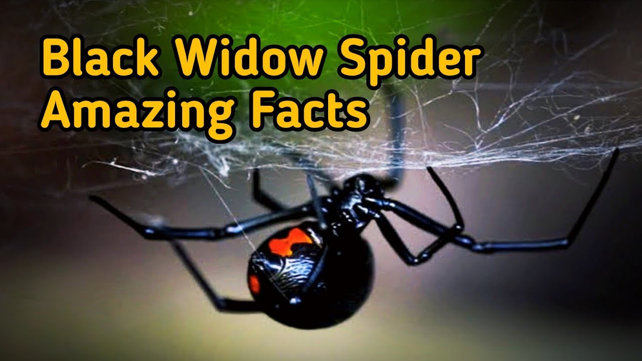 У какого паука черная паутина. Черная вдова паук. Паутина каракурта. Latrodectus mactans чёрная вдова. Каракурт паук паутина.