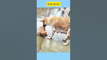 Chơi tý thôi làm gì mà căng # vui cùng cún cưng