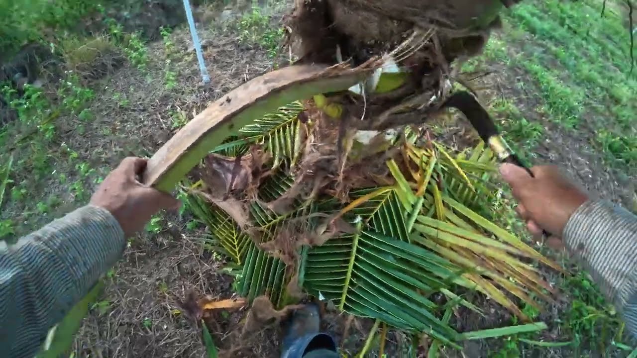 A Peaceful Countryside Day,  Separating Wild Boars, Plowing the Land, and Simple Garden Life