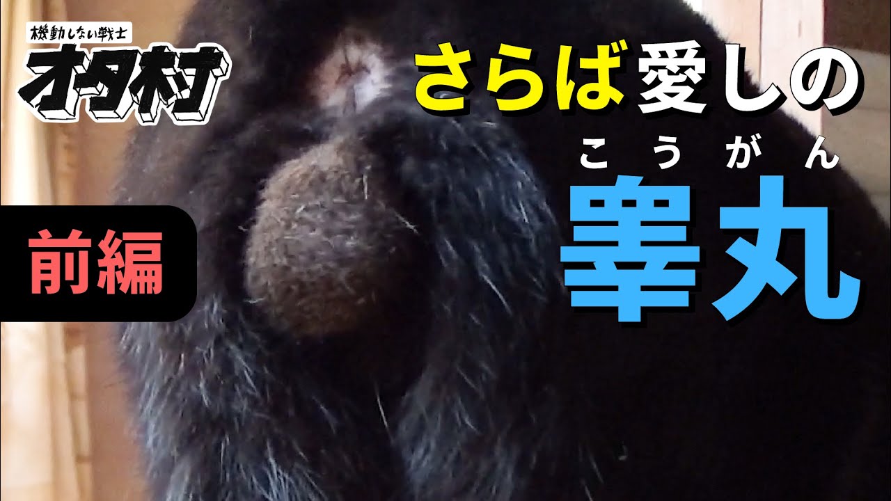 猫のコレほどカワイイ物はないのだが さらば睾丸の輝き いざ去勢手術へ 前編 Youtube