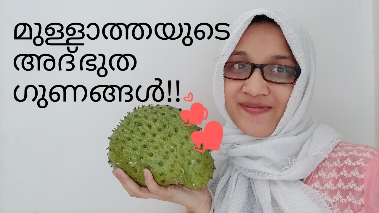 Soursop Fruit Health Benefits/Malayalam/മുള്ളാത്തയുടെ ആരോഗ്യ ഗുണങ്ങൾ. YouTube