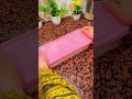 ايس كريم او كلاص بحجم عائلي بمذاق ولا اروع سهل جدا في التحضير يستحق التجربة ايس كريم او كلاص بحجم عائلي بمذاق ولا اروع سهل جدا في التحضير يستحق التجربة