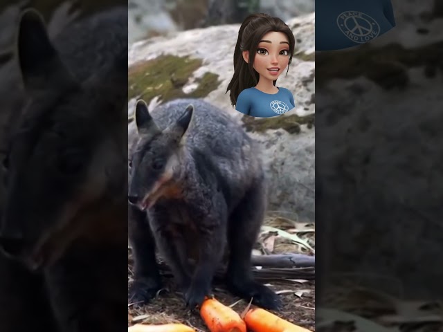 🌍 TiGiGreen | Bushfires in Australia ! 🥕
