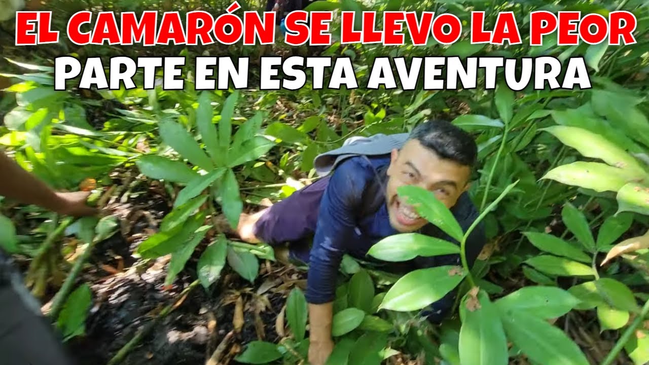 Los bichos se metieron a una selva y quedaron atrapados en una jungla. Les recuerda a Anaconda. P 12