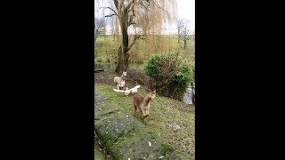 3 Alpacas Having Fun With Ducks