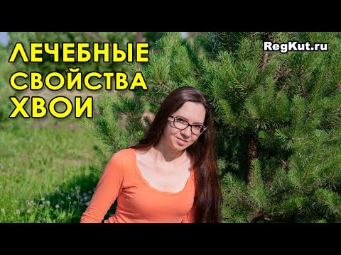 Лечебные свойства хвои для здоровья человека. Польза и вред сосновой хвои