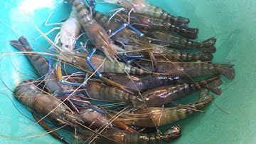 Miền tây quê tôi - Tập 145 - Nhật ký chống Covid 19 - Ngày 3 - Tôm càng xanh nướng xúc xích