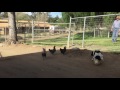 Champ herding chickens