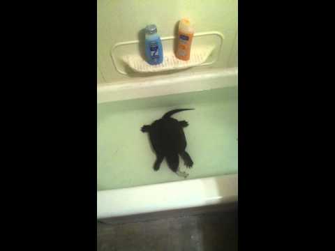 Donitella The Snapping Gangsta Girl Reptile Turtle Eats A Live Mouse In The Bathtub Part 4