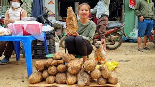 girl, harvesting wild tubers, bringing them to the market to sell, daily life | chuc Thi Duong