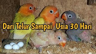 PERKEMBANGAN ANAKAN LOVEBIRD DARI TELUR SAMPAI MENETAS USIA 30 HARI