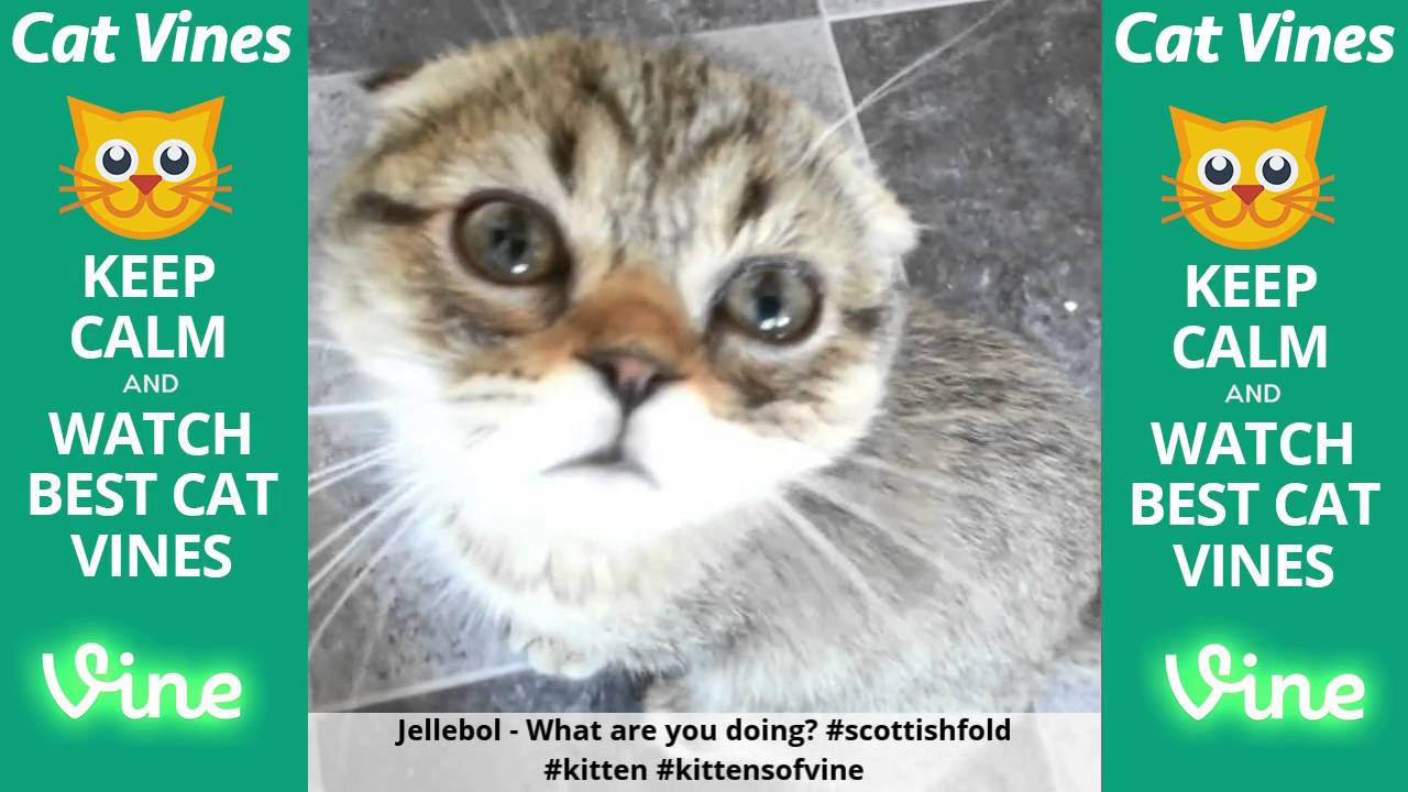 funniest videos download Funniest Cat Vines #14 - Updated August 7th, 2015