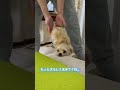 普通に育てたはずなのにすごい無気力な犬に仕上がりました🐶 #cute #dog #pet #animal #ミックス犬 #mix