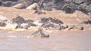 Mara River Crossing August 2026 | Wilderness Mara
