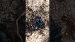 муравьи поймали 1 личинку и 3 жука.