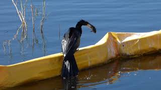 P1060425 Anhinga eating a Plecostomus