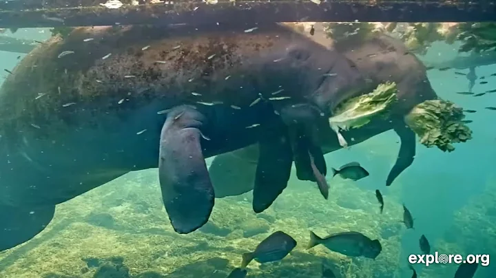 Why Did Over 1,000 Manatees Die in 2021? | Live Chat