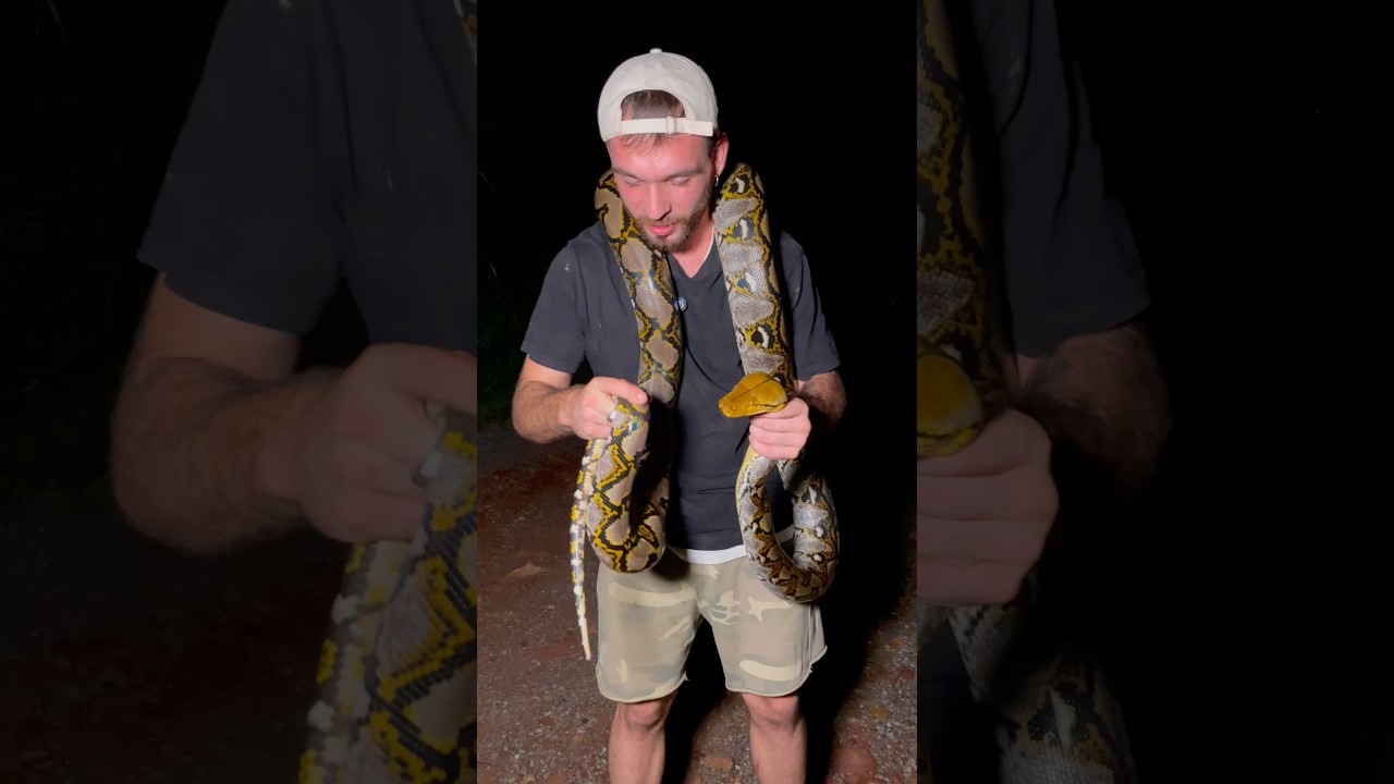 La serpiente más grande del mundo! Pitón reticulda (Malayophyton  reticulatus). #snakes #animals - YouTube, image size:1280x720