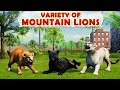 Mountain Lion Rampage 3D 🐆🔥 | Wild Cougar Attack Gameplay | Jungle Survival Action Game
