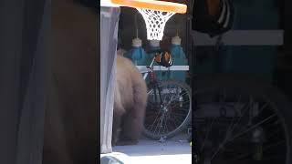 Bear Foraging in Garage