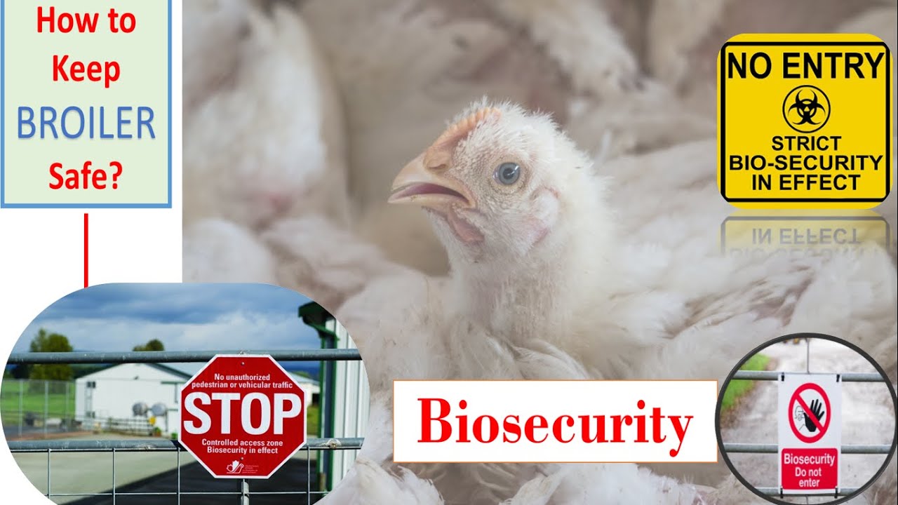 What is Biosecurity? | Types | Steps | Protocol | Modern automatic farm ...