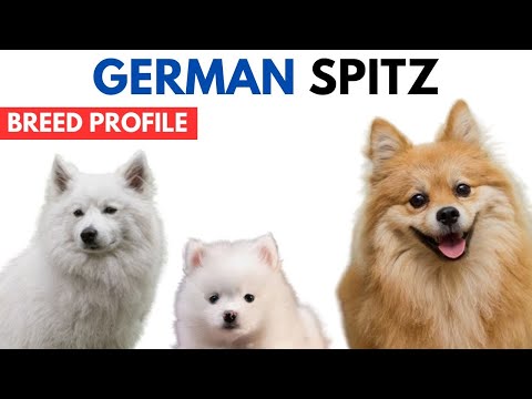 German Spitz Dog Breed Profile History Price Traits Deutscher Spitz Dog Grooming Needs Life