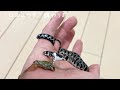 【EUヤマカガシの飼育】赤ちゃん蛇をハンドリングして餌やりした結果…♦️Feeding while handling baby snakes #7 natrix natrix schweizeri