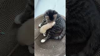 Rat Kissing Cat