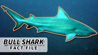 Bull Shark Facts: the most DANGEROUS shark? 🦈 | Animal Fact Files