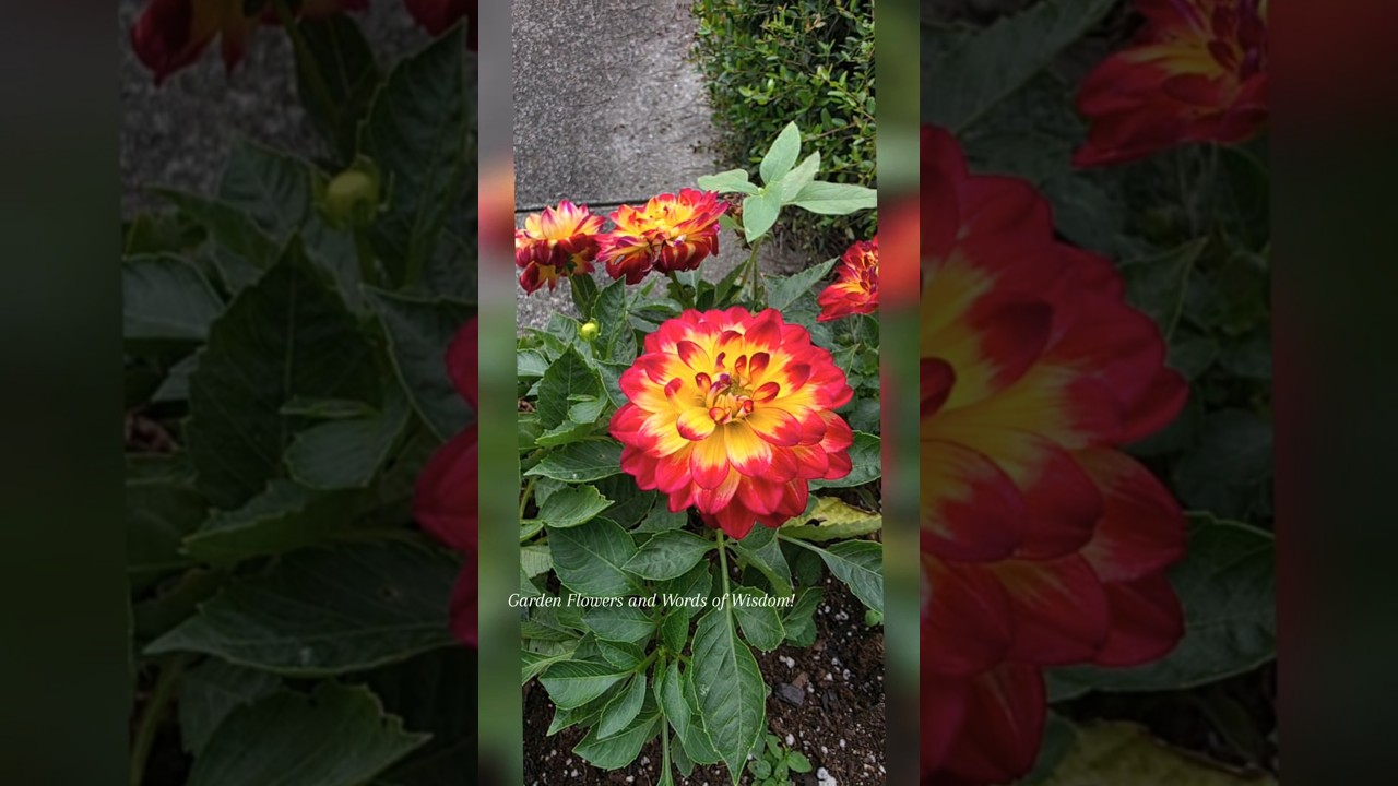 Garden Flowers and Words of Wisdom! 