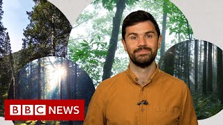 Deforestation Whats Wrong With Planting New Forests? - Bbc News