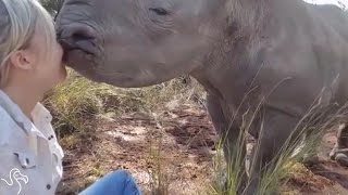Baby Rhino Can't Stop Kissing His New Friend