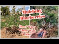 Blueberry Mulch Why, How, When, Where,What? The definitive guide to mulching highbush blueberries!