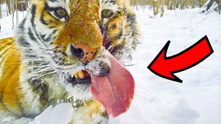 The Whole Town UNITED To Save The Tiger With A HOLE In His Face! by Pawsome Tales 1,834 views 1 month ago 3 minutes, 2 seconds