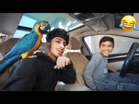 طلعنا الببغاء خارج البيت نصدمنه