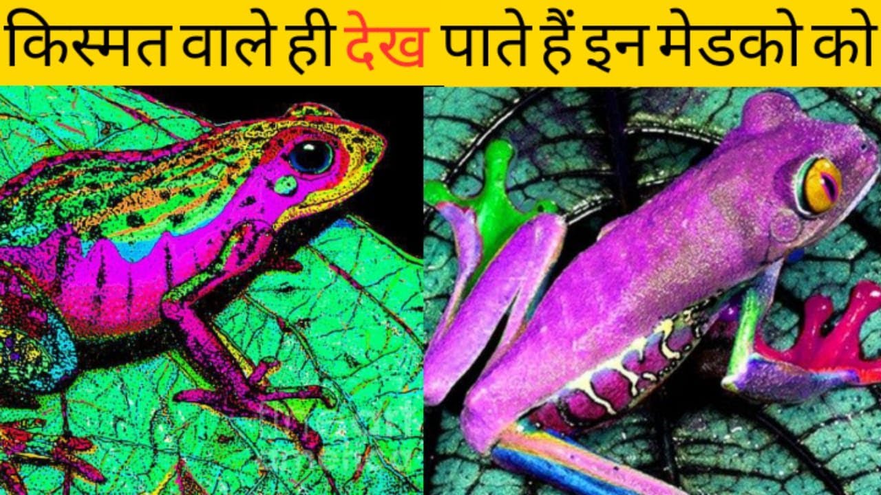 😱दुनिया का सबसे अजब गजब मेंढक //😱 World unique frog 