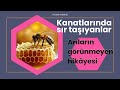 Kanatlarında sır taşıyanlar: arıların görünmeyen hikayesi
