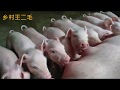 二毛家刚出生的12只小猪，为什么哺乳的时候需要人帮忙