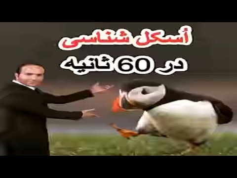 Hasan Reyvandi - Concert 2018 | اسکل شناسی در 60 ثانیه