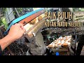 Servis kotak madu kelulut