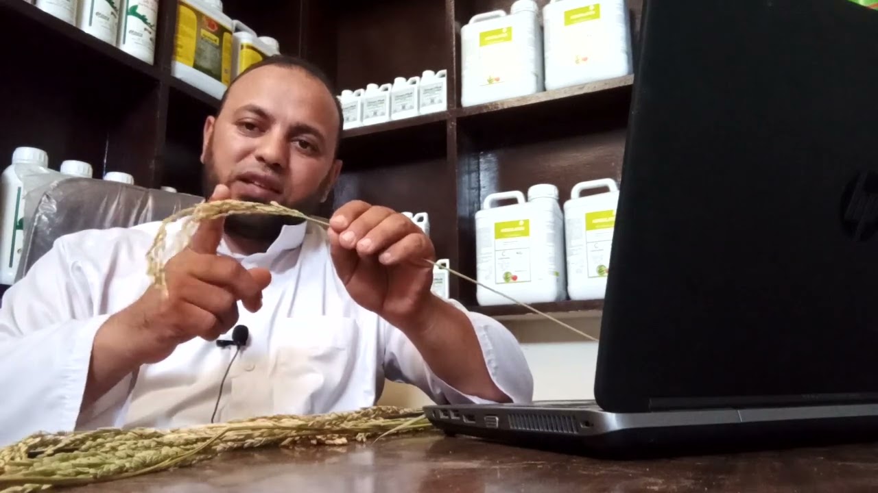 لفحة سنابل الأرز مع المهندس /نادرأبوسيف