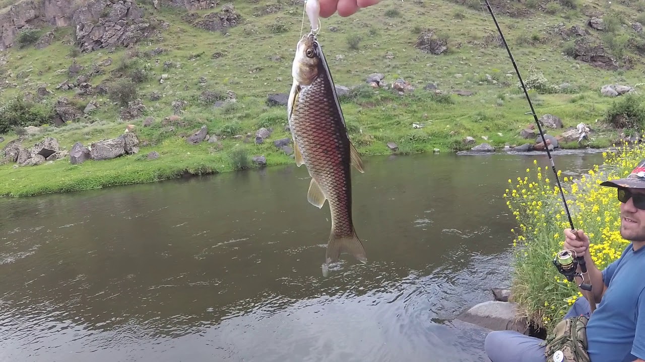 Ловля Жереха в Ранчпаре и Голавля в Касахе на Спиннинг