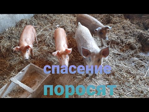 ЛЕЧЕНИЕ ОТЁЧНОЙ БОЛЕЗНИ У ПОРОСЯТ.