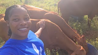 I went to check on my cows, look what happened  there guys