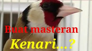 The best Goldfinch singing | Gacor cocok buat masteran kenari | European goldfinch sings