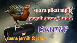 suara pikat puyuh tarun atau puyuh rimba / puyuh tebe.