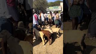 goat & sheep market #sheep #goat