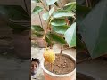 Lichi plant growing in pot#lichi #plants