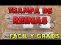 TRAMPA PARA REINAS FÁCIL | CONSEGUIR HORMIGAS REINA