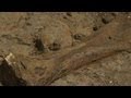 See remains of 3 triceratops found in Wyoming